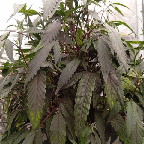 Acai Jelly  growlog photo: Bilder der Acai Jelly