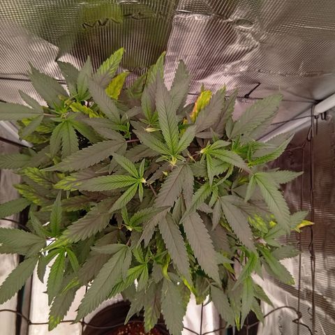 Acai Jelly  growlog photo: Bilder der Acai Jelly