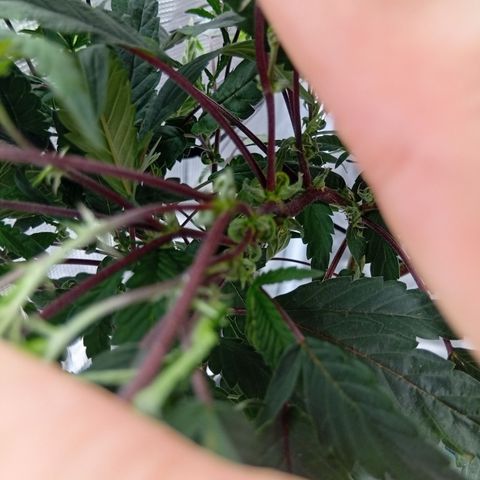 Acai Jelly  growlog photo: Bilder der Acai Jelly