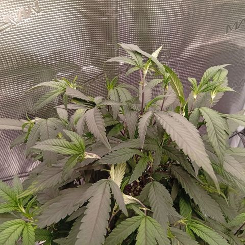 Acai Jelly  growlog photo: Bilder der Acai Jelly