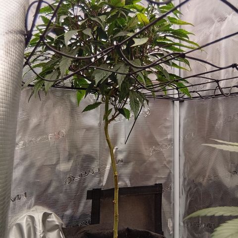 Acai Jelly  growlog photo: Bilder der Acai Jelly