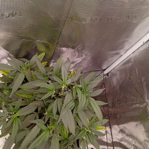 Acai Jelly  growlog photo: Bilder der Acai Jelly