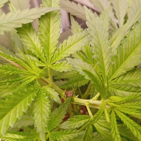 Tropicana Cherry growlog photo: 24h nach dem Toppen.