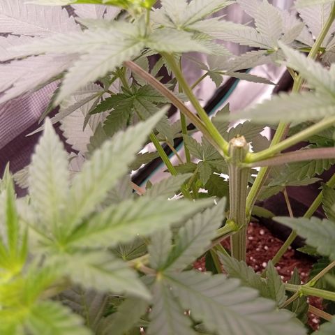 Tangerine Dream growlog photo: 24h nach dem Toppen.