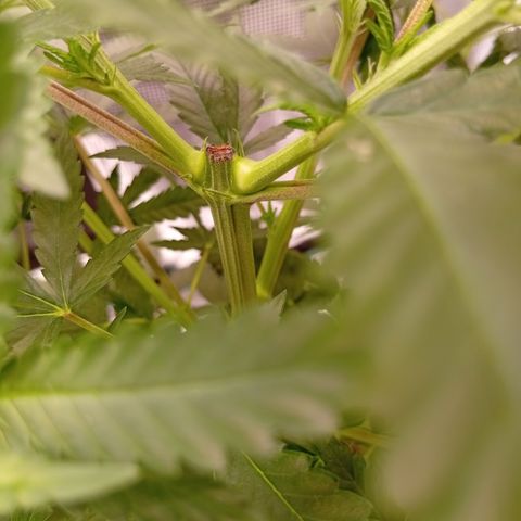 Tropicana Cherry growlog photo: auffälligkeit.