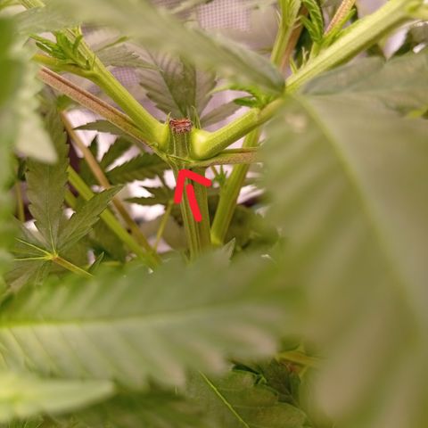 Tropicana Cherry growlog timeline photo