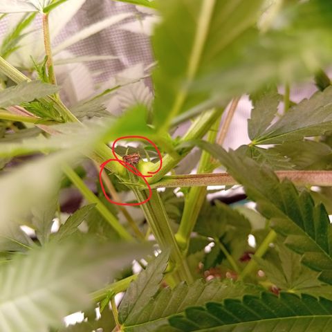 Tropicana Cherry growlog timeline photo