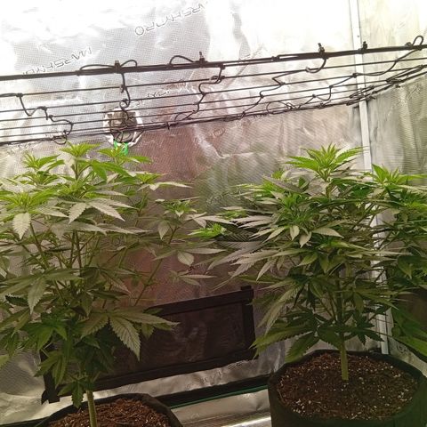 Tropicana Cherry growlog photo: Neuaufnahmen.