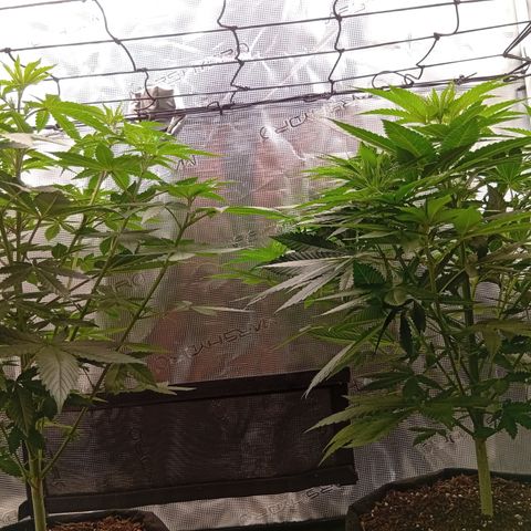 Tropicana Cherry growlog photo: Neuaufnahmen.