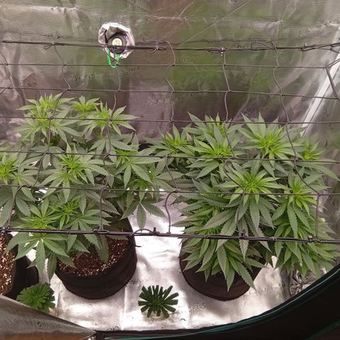 Tropicana Cherry growlog photo: Neuaufnahmen.