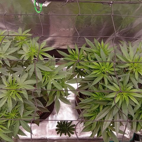 Tropicana Cherry growlog photo: Neuaufnahmen.