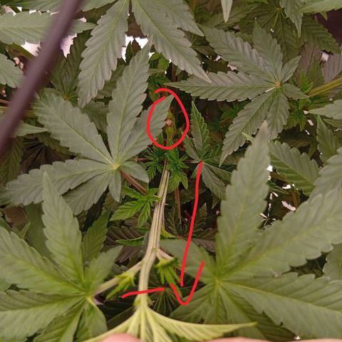 Tangerine Dream growlog photo: Getoppte Stelle und einer von den zwei neuen Haupttrieben mit potenziellem Topping Kandidat Nr.2 ?