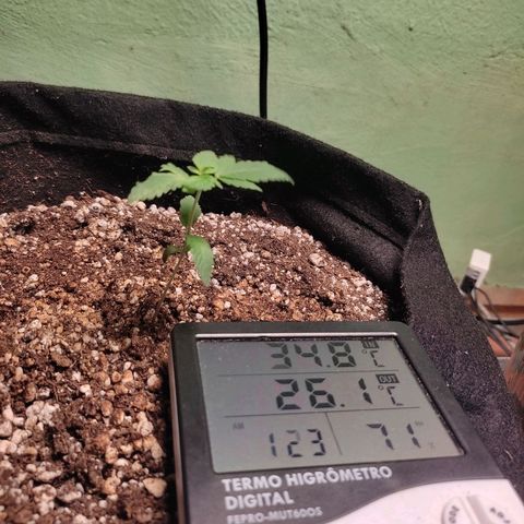 Banana Kush Cake Automatic growlog timeline photo