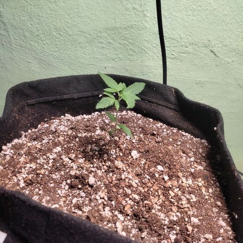 Banana Kush Cake Automatic growlog timeline photo