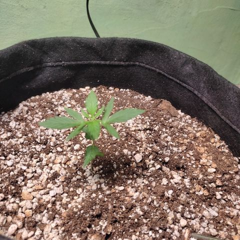 Super Silver Haze Automatic growlog timeline photo