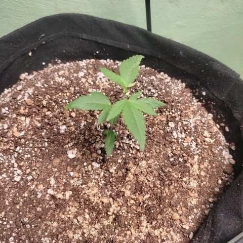 Banana Kush Cake Automatic growlog timeline photo