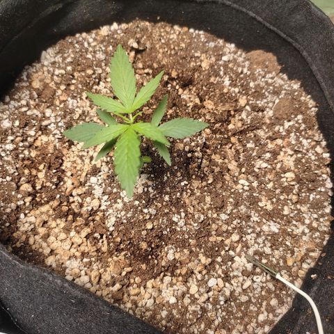 Super Silver Haze Automatic growlog timeline photo