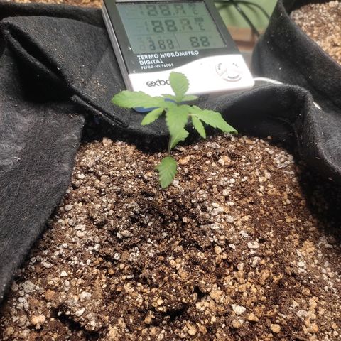 Orange  growlog timeline photo
