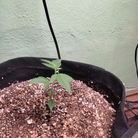 Banana Kush Cake Automatic growlog timeline photo