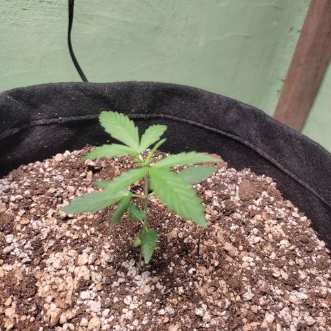 Super Silver Haze Automatic growlog timeline photo