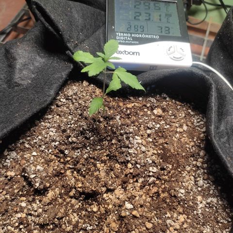 Orange  growlog timeline photo