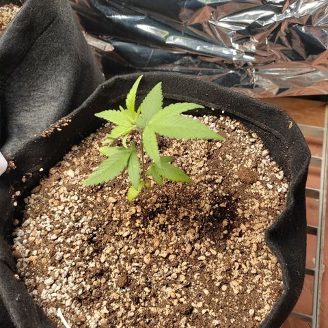 Banana Kush Cake Automatic growlog timeline photo