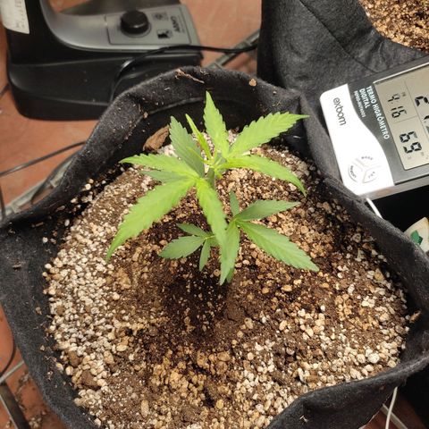 Super Silver Haze Automatic growlog timeline photo