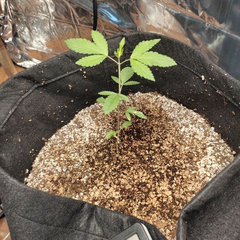 Orange  growlog timeline photo