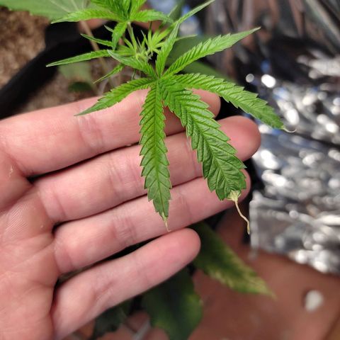Orange  growlog timeline photo