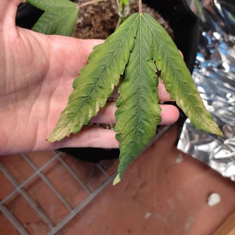 Orange  growlog timeline photo