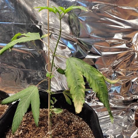 Orange  growlog timeline photo