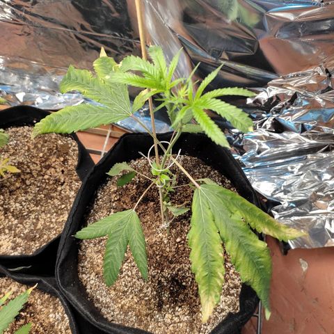 Orange  growlog timeline photo