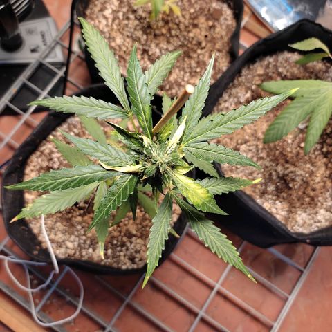 Super Silver Haze Automatic growlog timeline photo