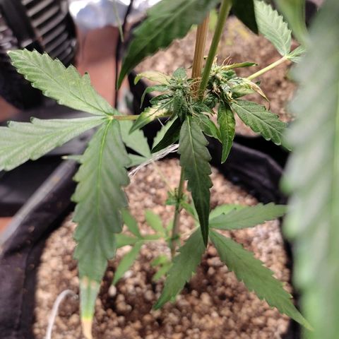 Super Silver Haze Automatic growlog timeline photo
