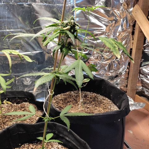 Super Silver Haze Automatic growlog timeline photo