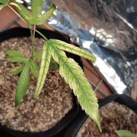 Banana Kush Cake Automatic growlog timeline photo