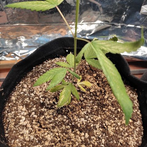 Banana Kush Cake Automatic growlog timeline photo