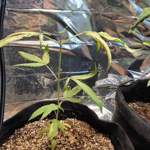 Banana Kush Cake Automatic growlog timeline photo