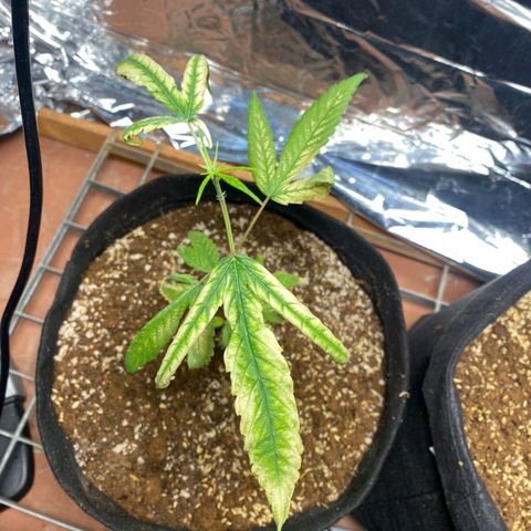Banana Kush Cake Automatic growlog photo: Colocamos alpiste e terra homus 