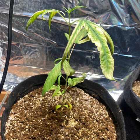 Banana Kush Cake Automatic growlog photo: Colocamos alpiste e terra homus 