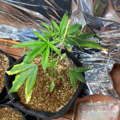 Orange  growlog photo: Alpiste e homus