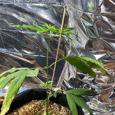 Orange  growlog photo: Alpiste e homus