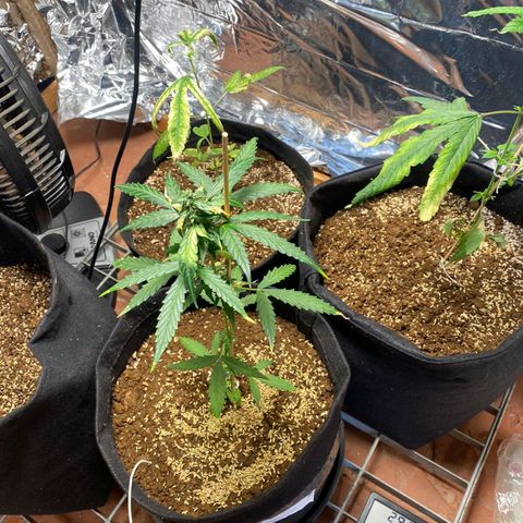 Super Silver Haze Automatic growlog timeline photo