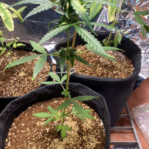 Super Silver Haze Automatic growlog timeline photo