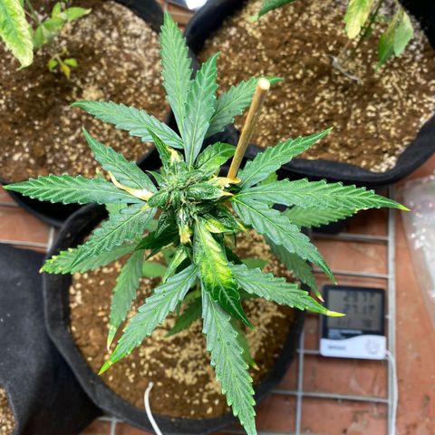 Super Silver Haze Automatic growlog timeline photo