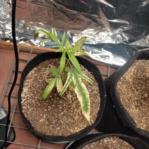 Banana Kush Cake Automatic growlog timeline photo