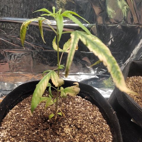 Banana Kush Cake Automatic growlog timeline photo