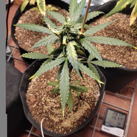 Super Silver Haze Automatic growlog timeline photo