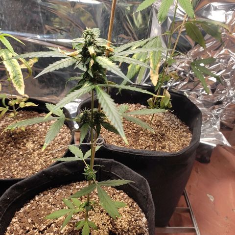 Super Silver Haze Automatic growlog timeline photo