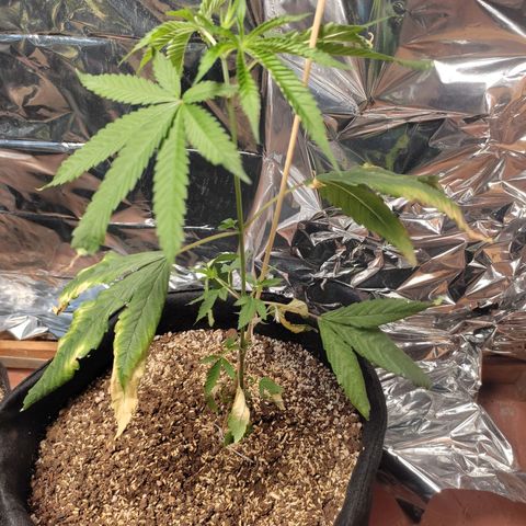 Orange  growlog timeline photo